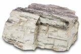 Petrified Wood Section with Sparkling Quartz - Arizona #305444-1